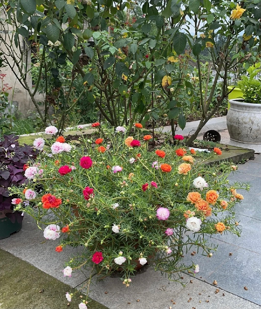 何の花教えて欲しいです お願いします Yahoo 知恵袋