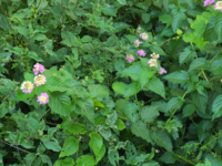 この花の名前を教えてください 挿し木にして増やすことは出来ますか また Yahoo 知恵袋