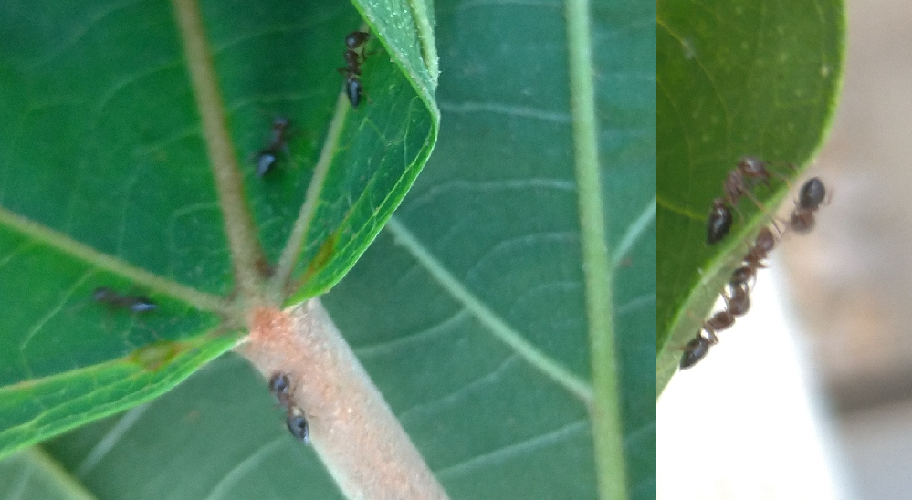 飛んで火に入る夏の虫の 虫 とはどんな虫なのですか H Yahoo 知恵袋