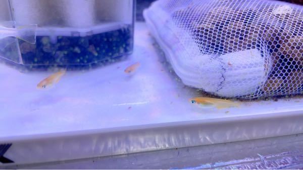 シルバーシャークについて質問です 今まで飼ってきたんですけど すぐに死んで Yahoo 知恵袋