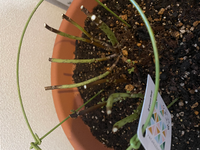 アジサイの剪定後の成長について質問です 6月にアジサイの花後剪定 Yahoo 知恵袋