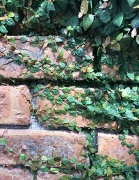 ツタのような植物がよく民家やビルの壁を覆いつくすように生えているのを Yahoo 知恵袋