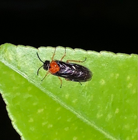 レモンの木の葉っぱについていた虫なのですがわかりますか 害虫 ニホンカ Yahoo 知恵袋