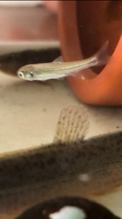 こちらの小魚 稚魚 メダカ わかる方いらっしゃいますか 尻鰭の形からメ Yahoo 知恵袋