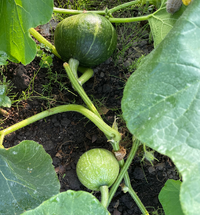 収穫時期について教えてください こちらはカボチャで133だか113だか忘れま Yahoo 知恵袋