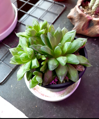 ツルムラサキの花は 食べても大丈夫ですか スーパーで買ってきたツルムラサ Yahoo 知恵袋