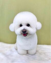 この犬はビションフリーゼですか トイプードルですか 最近韓国 Yahoo 知恵袋