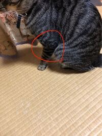 飼い猫の前足の付け根が腫れています 写真では分かりにくいのですが どう Yahoo 知恵袋