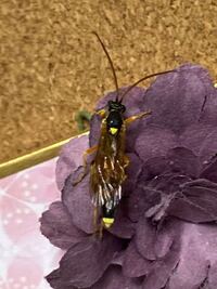 細長い蜂みたいなのが家に入ってきました 何という虫でしょうか ヒメバチ Yahoo 知恵袋