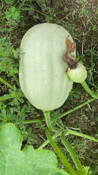 ハヤト瓜 の花が咲きません 大きく繁茂していますが一向に実が生る気配がありま Yahoo 知恵袋