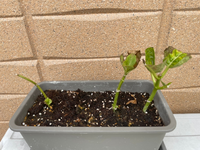 アジサイの鉢上げについて 園芸初心者です 5月末に初めてアジサイの挿し Yahoo 知恵袋