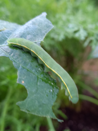 虫に詳しい方 これはモンシロチョウの幼虫ですか 葉っぱはエダマ Yahoo 知恵袋