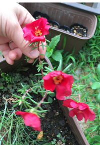 この花はなんですか これはディルを植えているプランターなのですが Yahoo 知恵袋