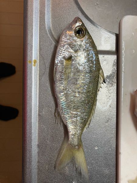 釣りで釣れました 何てお魚かお願いします美味しい食べ方もあれば Yahoo 知恵袋