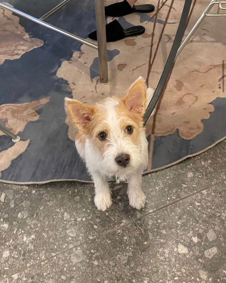 Blackpinkのロゼちゃんが飼っている わんちゃんの犬種ってなにか分かり Yahoo 知恵袋