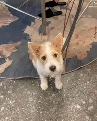 Blackpinkのロゼちゃんが飼っている わんちゃんの犬種ってなにか分かり Yahoo 知恵袋