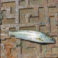 この魚 何ですか 東京の川でハゼ釣りをしていたら こんな魚が一匹だけ釣れまし Yahoo 知恵袋