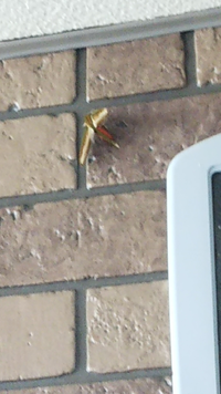 昆虫の種類に詳しい人、教えてください！

家の外の壁にとまってるのですが
この虫は何という虫ですか？
画質が悪くてすみません。

金色の羽根で胴がオレンジ色みたいで
初めて見る虫なので気になります。。 