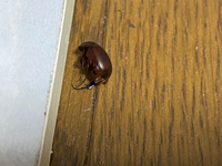この虫はなんでしょうか 大体2センチ 3センチ程度で先月も部 Yahoo 知恵袋