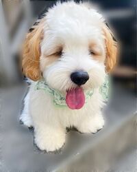 この犬種わかる人教えて頂きたいです キャバリア ビションフリー Yahoo 知恵袋