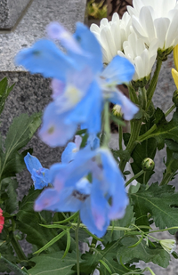 写真の中の青い花は何という花かご存知の方いますか 花言葉を知りたいのですが花 Yahoo 知恵袋