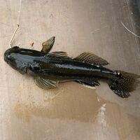 汽水域で釣ったハゼを淡水で飼育できますか 写真のハゼなんですけど 淡水で飼育 Yahoo 知恵袋