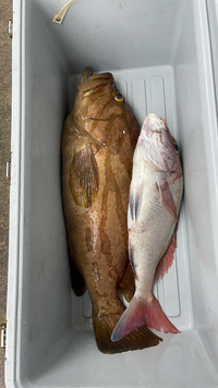 本日 和歌山県周参見沖 水深95mほどの場所で釣れました この魚はクエでしょ Yahoo 知恵袋