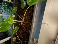 いちごの苗を3株プランターに定植しました 一月は経過しました 日当たりの良い Yahoo 知恵袋