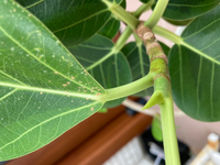 観葉植物の茎に白いつぶつぶがついています 動いたりはしていません Yahoo 知恵袋