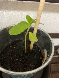 ベランダで育てていたひまわりを引っ張って部屋の中の鉢に植え直して育ててます Yahoo 知恵袋