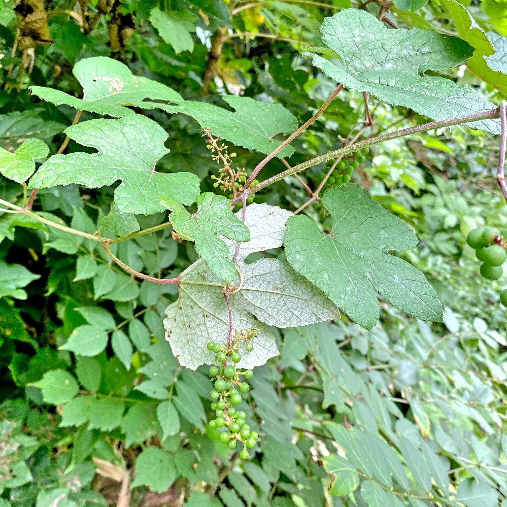 蔓植物の名前を教えてください ブドウ科のエビヅルでしょうか Yahoo 知恵袋