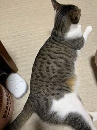 猫にお詳しい方に質問です ウチのミックスの柄は何柄になるんで Yahoo 知恵袋