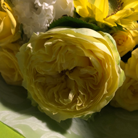 冷帯のタイガはその木の名前がタイガなのですか それとも 針葉樹 Yahoo 知恵袋