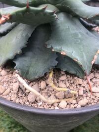 アガベ雷神について質問です 植え替えをして3ヶ月ほどなのですが 根が地 Yahoo 知恵袋