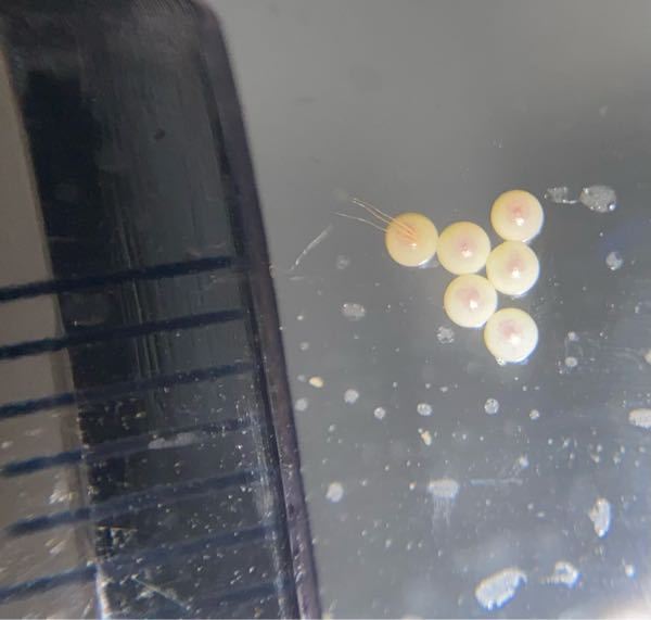 代表的な合弁花類と離弁花類を教えてください 1つの花の花弁が全部 Yahoo 知恵袋