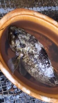 この魚はなんていう魚ですか ムラソイです カサゴと同じよう Yahoo 知恵袋