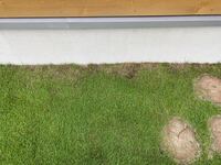 芝生は1回枯れるともう終わりですか 庭に植えたんですが 所々生えてません植えな Yahoo 知恵袋