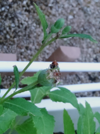 キキョウの花が落ちた部分についてるこの虫はなんですか また何をしているんです Yahoo 知恵袋