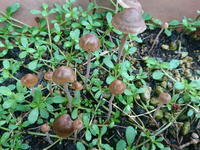 家で放置していたプランターにキノコが生えてきました 何というキノコか教えてく Yahoo 知恵袋