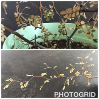 ソフォラリトルベイビーの葉が黄色くなってしまいました 根本の葉はまだ緑がかっ Yahoo 知恵袋