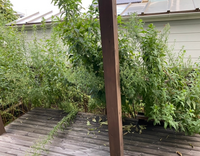 Chie Pctr C Yimg Jp Dk Iwiz Chie Que