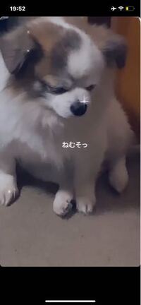 この子ってどの犬種かわかりますかね それともミックス犬とかですかね Yahoo 知恵袋