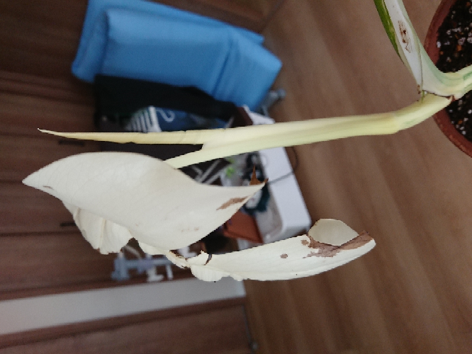 薬剤散布について 紅葉が始まる時期にスミチオンを散布す Yahoo 知恵袋