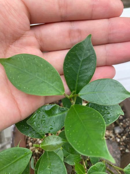 観葉植物についてご質問です 根本に白いものがあります こ Yahoo 知恵袋