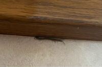 これはなんという虫ですか ゲジゲジやムカデの仲間ですか 家に出ました Yahoo 知恵袋