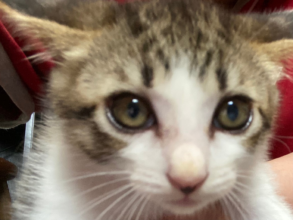 こちらは2週間ほど前に拾った子猫で 拾ってすぐ病院には行ってます Yahoo 知恵袋