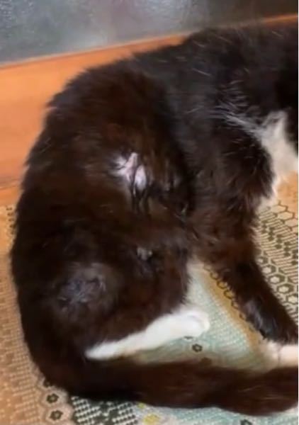 猫が糸を誤飲してしまいました 30センチ位の糸です どこの動物 Yahoo 知恵袋