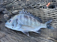 これはなんて魚ですか クロダイ 黒鯛 です 地域によってチヌやチン Yahoo 知恵袋