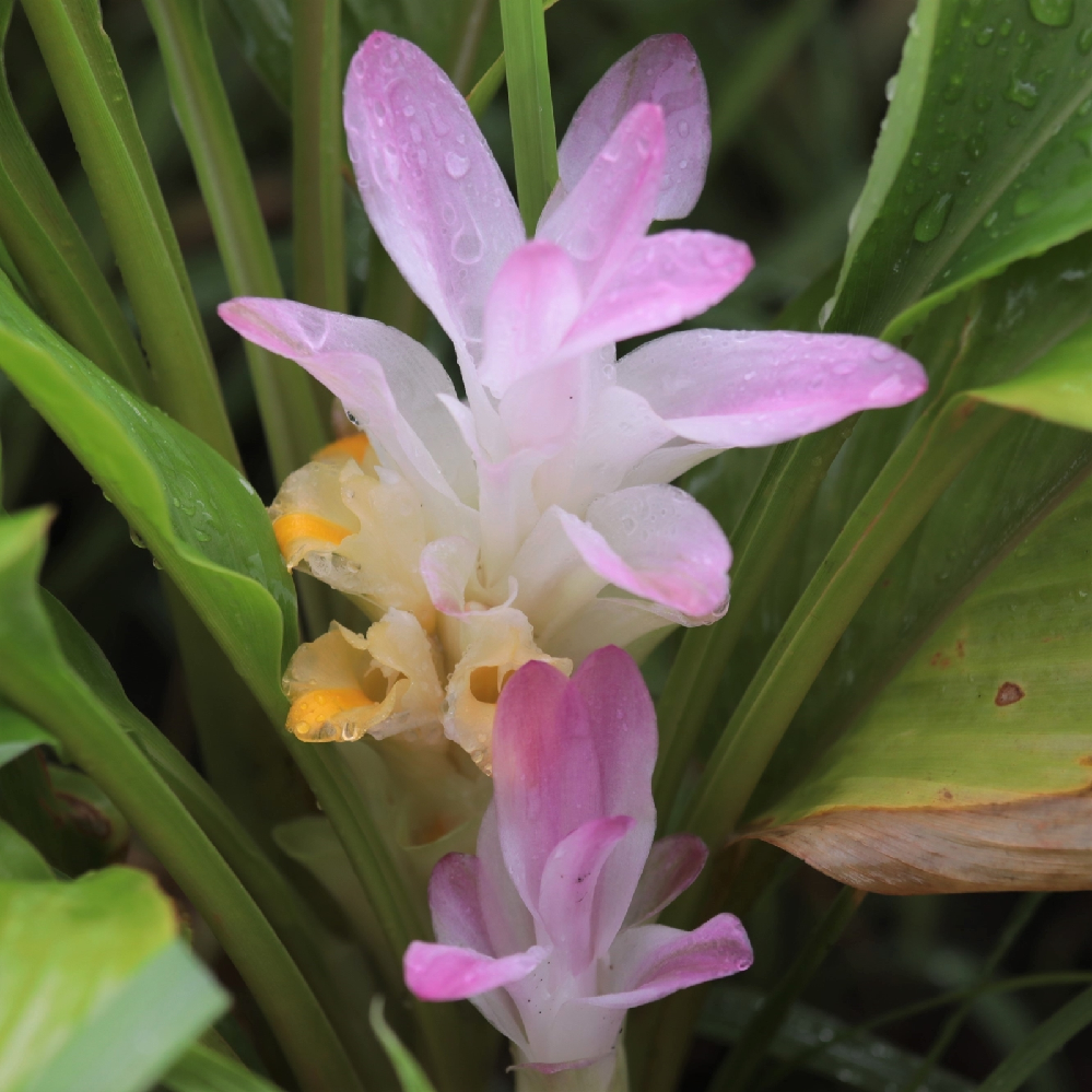 すみませんこの花はウコンでよろしいでしょうか よろしくお願いします 春 Yahoo 知恵袋