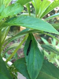 ホウセンカの花に幼虫がいますが 成虫になった時にどんな昆虫になるのか教え Yahoo 知恵袋